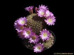 Sulcorebutia albissima HS100b 1236